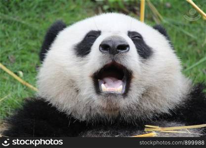 Funny pose of Fluffy Panda