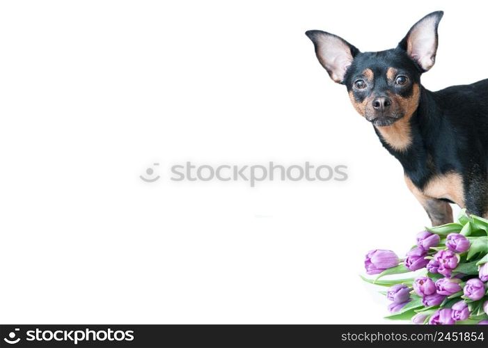 Funny puppy in a scarf in colors isolated on white. Theme of spring, summer, greeting card, space for text, mocap
