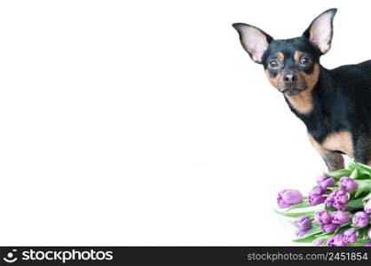 Funny puppy in a scarf in colors isolated on white. Theme of spring, summer, greeting card, space for text, mocap