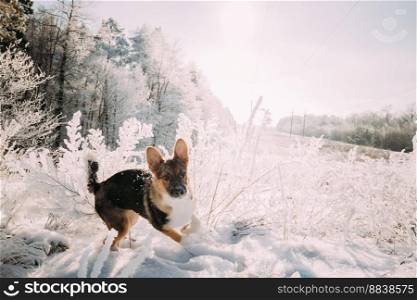 Funny Puppy Of Mixed Breed Dog Playing In Snowy Forest In Winter Day.