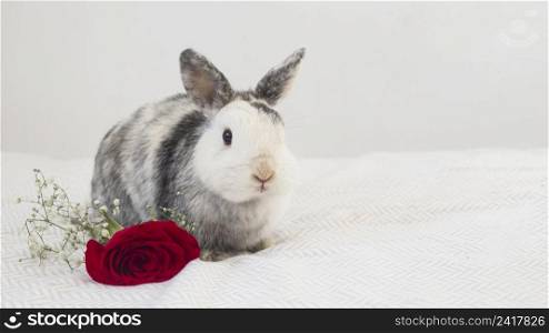 funny rabbit near fresh flower