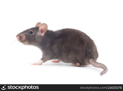 funny rat close-up isolated on white background