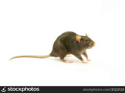 funny rat isolated on white background