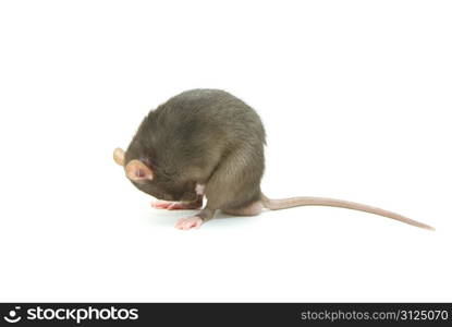 funny rat isolated on white background