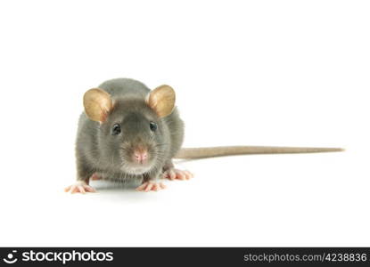 funny rat isolated on white background