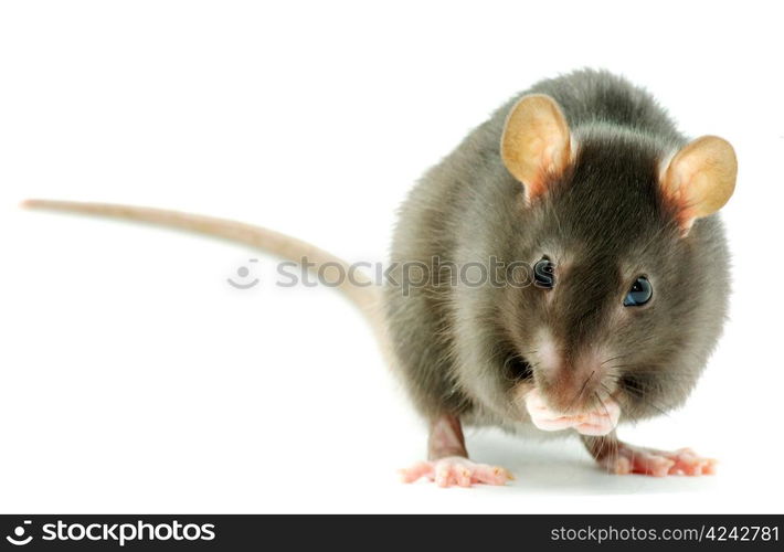 funny rat isolated on white background