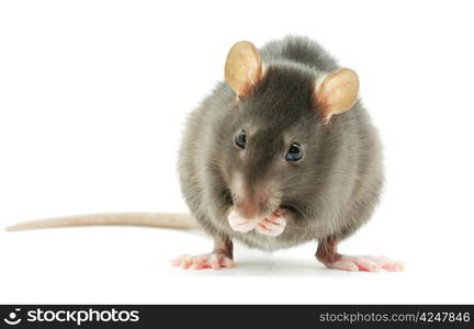 funny rat isolated on white background