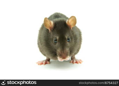 funny rat isolated on white background