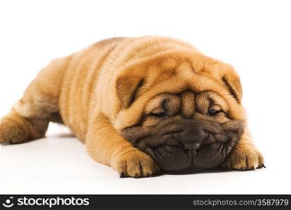 Funny sharpei puppy isolated on white background