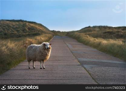 Funny sheep standing alone on an empty street, watching the camera, in the dunes of the Sylt island, Germany, in the morning light.