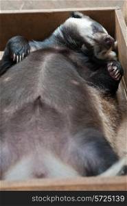 Funny sleeping young badger animal