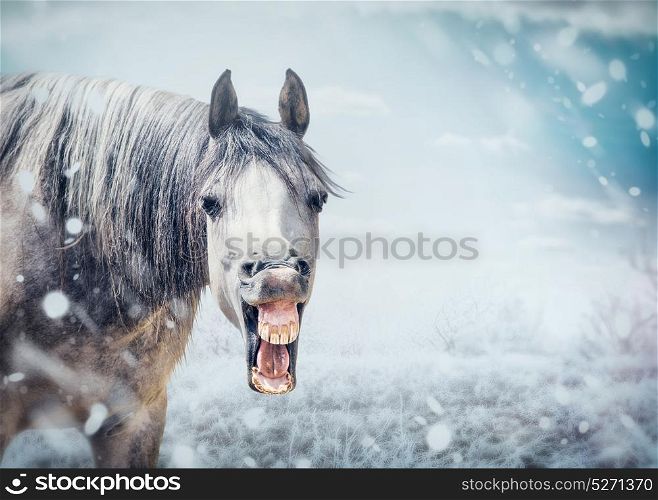 Funny smile Horse face at winter nature background with snow fall