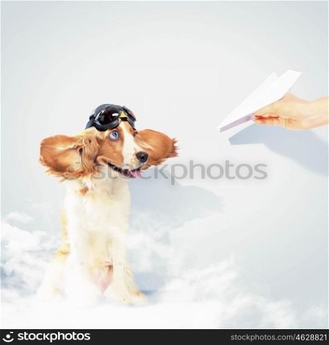 Funny spaniel dog. Image of funny spaniel dog in pilot helmet