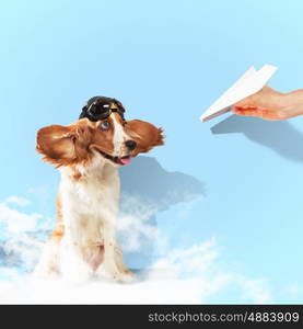 Funny spaniel dog. Image of funny spaniel dog in pilot helmet