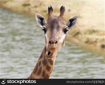 Funny surprised giraffe face on a blurry background. Beautiful portrait of a giraffe on the background of the lake.