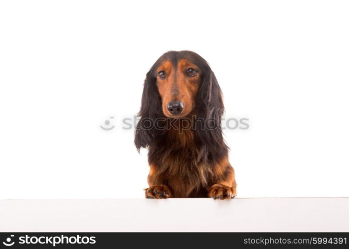 Funny Teckel Dachshund puppy over a white banner, isolated