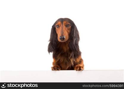 Funny Teckel Dachshund puppy over a white banner, isolated