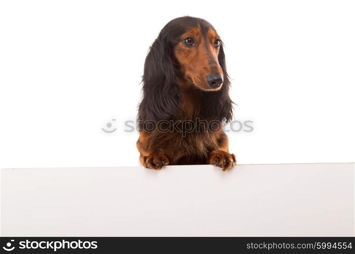 Funny Teckel Dachshund puppy over a white banner, isolated