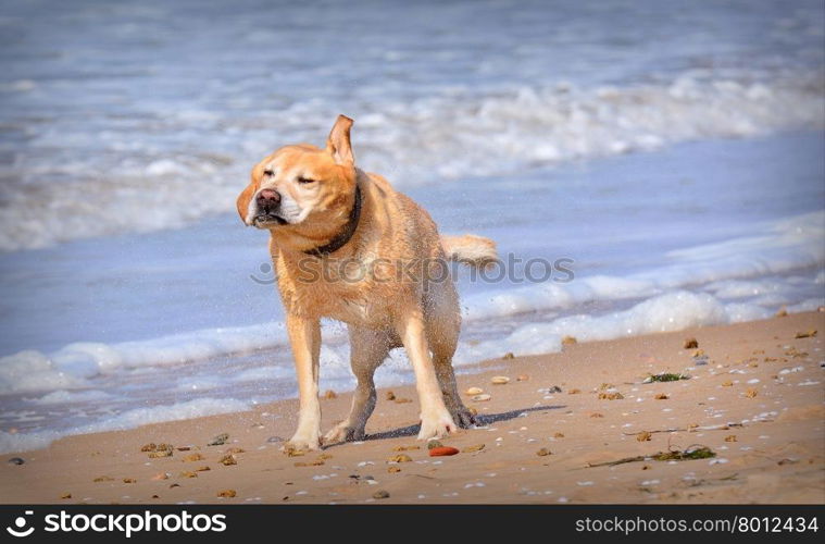 Funny wet dog shaking off water on beach. Background of foam on sea waves