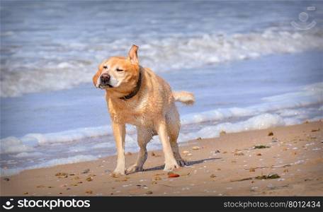 Funny wet dog shaking off water on beach. Background of foam on sea waves