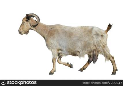 Funny white Goat isolated on white background. Goat with long horns walking full length cut out. Farm animals. Copy space.