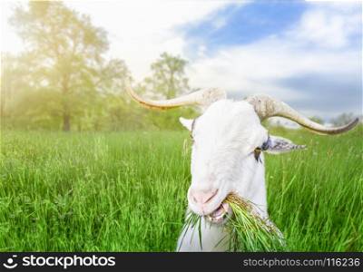 Funny white male goat with long horns and grass in its mouth, looking at the camera, in a field of green grass, on a sunny day of spring.