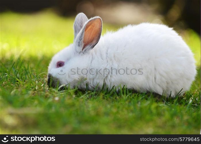 Funny white rabbit in grass