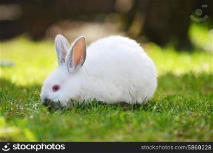 Funny white rabbit in grass