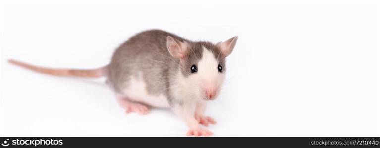 Funny young rat isolated on white looking directly into camera. Rodent pets. Domesticated rat close up.. Funny young rat isolated on white. Rodent pets. Domesticated rat close up.