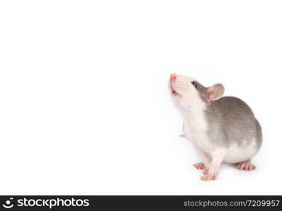 Funny young rat isolated on white. Rodent pets. Domesticated rat close up.. Funny young rat isolated on white. Pets.