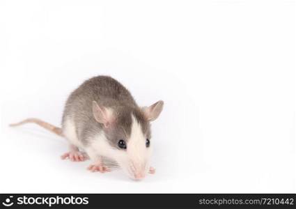 Funny young rat isolated on white. Rodent pets. Domesticated rat close up. Rat is sniffing something. Funny young rat isolated on white. Rodent pets. Domesticated rat close up.
