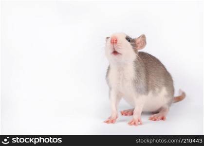 Funny young rat isolated on white. Rodent pets. Domesticated rat close up. Gray and white rat sitts and sniffs the air. Funny young rat isolated on white. Rodent pets. Domesticated rat close up.