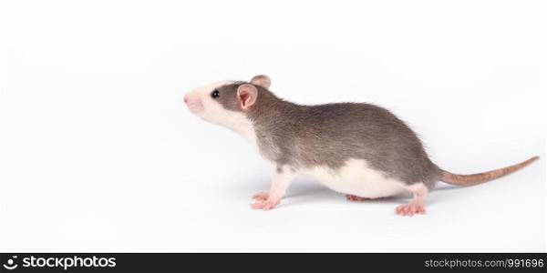 Funny young rat isolated on white. Rodent pets. Domesticated rat close up. Rat sniffs the air. Funny young rat isolated on white. Rodent pets. Domesticated rat close up.