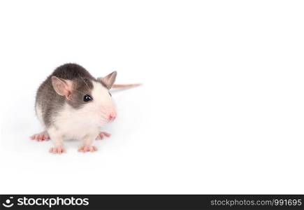 Funny young rat isolated on white. Rodent pets. Domesticated rat close up. Copy space.. Funny young rat isolated on white. Rodent pets. Domesticated rat close up.