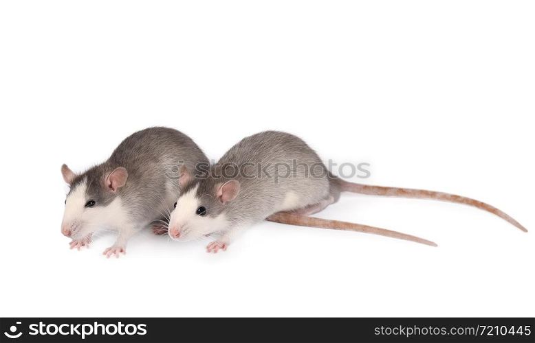 Funny young rats isolated on white. Rodent pets. Two Domesticated rats close up. Rats look at the camera