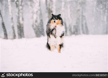 Funny Young Shetland Sheepdog, Sheltie, Collie Playing Outdoor In Snowy Park, Winter Season. Playful Pet Outdoors.