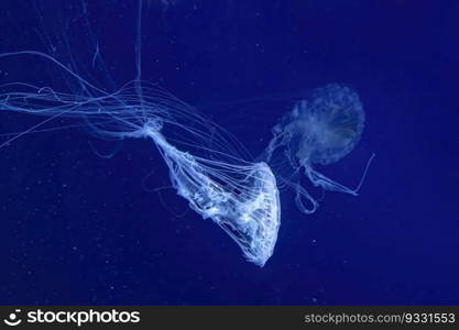 Fuorescent jellyfish swim underwater in aquarium pool with blue neon light. The Atlantic sea nettle chrysaora quinquecirrha in blue water, ocean. Theriology, tourism, diving, undersea life.