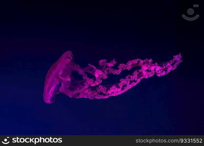 Fuorescent jellyfish swimming underwater aquarium pool with pink neon light. The South American sea nettle chrysaora plocamia in blue water, ocean. Theriology, tourism, diving, undersea life.