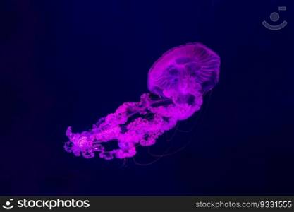 Fuorescent jellyfish swimming underwater aquarium pool with pink neon light. The South American sea nettle chrysaora plocamia in blue water, ocean. Theriology, tourism, diving, undersea life.