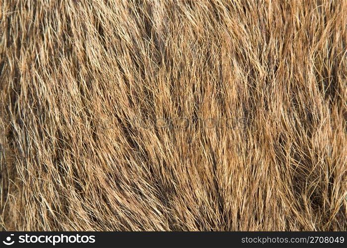 Fur Background. Texture of red rough fur, textured background