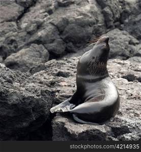 Fur seal on a rock, Puerto Egas, Santiago Island, Galapagos Islands, Ecuador