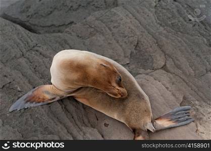 Fur seal, Puerto Egas, Santiago Island, Galapagos Islands, Ecuador