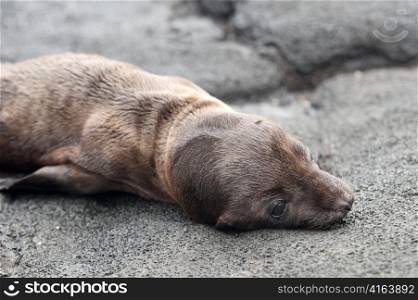 Fur seal pup lying on rock, Puerto Egas, Santiago Island, Galapagos Islands, Ecuador