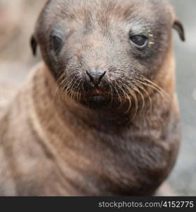 Fur seal pup, Puerto Egas, Santiago Island, Galapagos Islands, Ecuador