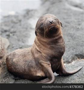 Fur seal pup, Puerto Egas, Santiago Island, Galapagos Islands, Ecuador