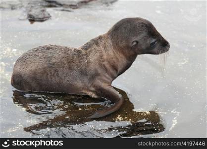 Fur seal pup, Puerto Egas, Santiago Island, Galapagos Islands, Ecuador