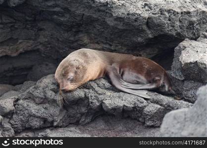 Fur seal pup resting on rock, Puerto Egas, Santiago Island, Galapagos Islands, Ecuador