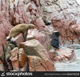 Fur seal rests on rock