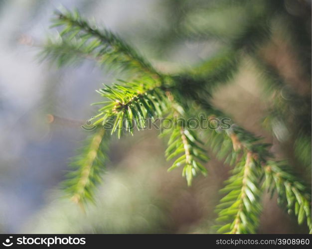 fur-tree branch in the forest