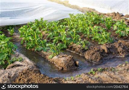 Furrow irrigation of potato plantation covered with spunbond agrofibre. Agriculture industry. Farming irrigation system. Growing crops in arid regions. Agronomy and horticulture. Harvest